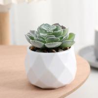 Evergreen Artificial Suculentas Simulación De Plantas Falsas Pequeñas En Macetas Cactus Bonsái Para El Hogar Material Plástico - details 6