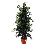 Planta natural Ficus Benjamina Danielle, Planta interior.  Segura Garden. El ficus Danielle es una planta de interior ideal: purifica el aire, es fácil de cuidar y agrega elegancia a nuestro espacio. - details 1