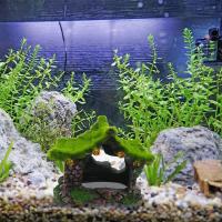 1PC Casa De Resina Hueca Para Acuario Ocasión Para Tartarugas Y Bettas Decoración De Escondite Para Peces - details 5