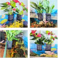 Estante Duradero Para Plantas De Hidrocultivo En Acuario Soporte Para Plantas Terrestres Y Decoración De Basin Para Acuarios - details 8