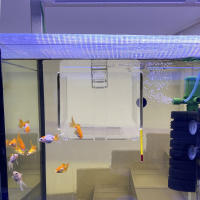 Caja De Cría De Acuario Acrílica Con Tapa Desmontable Para Pequeños Peces Y Cangrejos Incubador De Peces Con Malla Transparente Para Aislamiento - details 6
