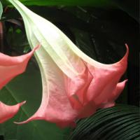 Trompetas del ángel-3 PCs. -Brugmansia-Altura 25-40cm-9cm - details 3