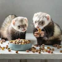 Pienso para Hurones 700gr, 3.5kg | Prodac - details 2