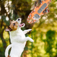 juguete para perros, Peluche para Mascotas con Cuerda, Juguetes Interactivos de Algodón para Perro, Juguetes Chirriantes Aburridos, Juguete para Morder para Perro, Juguetes Masticables, para Perro Pequeños, Medianos y Grandes, Limpieza Dental - details 3