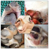 Bálsamo para mascotas, 60 g - details 0