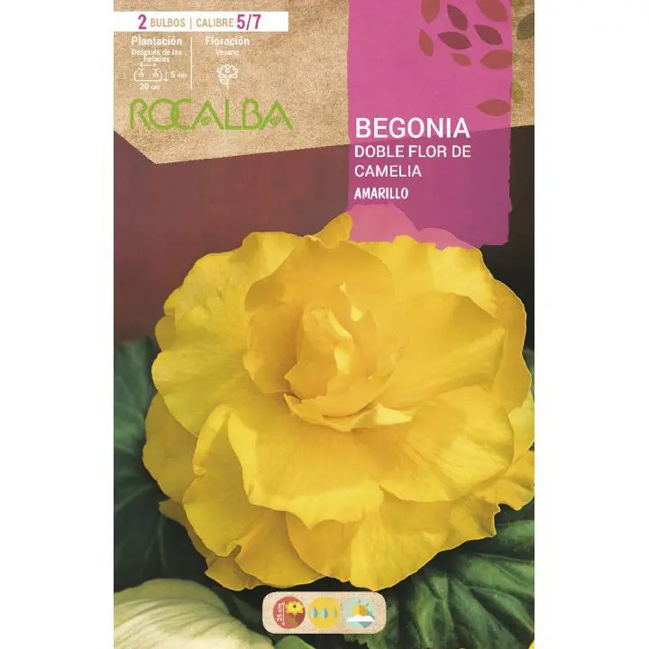 Rocalba Bulbo Begonia Doble Flor de Camelia Amarillo 2 Unidades (5/7) - 1