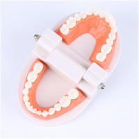 Modelo Dental Estándar De Dientes Humanos Para Enseñanza Y Estudio Práctica De Limpieza Perfecto Para Niños Montessori - details 4