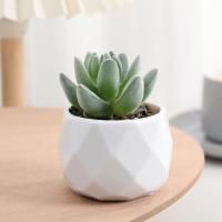 Evergreen Artificial Suculentas Simulación De Plantas Falsas Pequeñas En Macetas Cactus Bonsái Para El Hogar Material Plástico - details 7