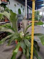 Planta Cuerno de ciervo Planta de helecho 12Cm + Maceta de cerámica platycerium bifurcatum exterior interior jardines colección de plantas plantas exóticas - details 2