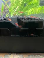 Cueva De Observación Para Acuario Con Tunnel Para Peces Y Camarones Decoración Acuática Para El Comfort De Los Residentes - details 0