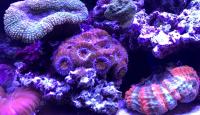 Luz LED ZETLIGHT ZA-1201AI Para Acuario Marino Y Arrecife De Coral Con Control WiFi Blanco Azul Adecuado Para SPS LPS Tipo De Montaje Clips-on Potencia 16W - details 4
