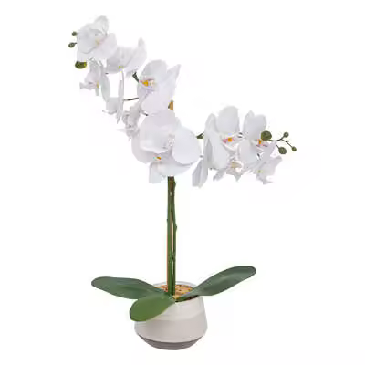Factory Cuadros Orquídea Clera con Maceta Cerámica, 52 Cm Alto - 1