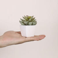 Set De 6 Suculentas Artificiales Miniatura En Vaso Blanco Para Decoración De Escritorio Librería Restaurante Y Ventanas Casas - details 11