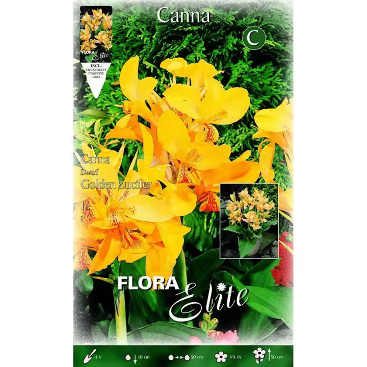 Bulbo Canna amarilla mot. naranja hoja verde 1 ud - 1