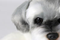 Muñeco De Peluche Kawaii Schnauzer Pequeño Suave Simulación Juguete De Peluche Para Niños Animal De Peluche Lindo Accesorio Fotográfico Regalo De Cumpleaños Para Niñas - details 5