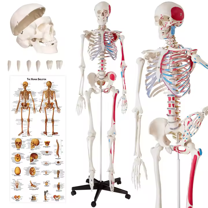 Tectake - Esqueleto anatómico con musculatura detallada  Tamaño real  Indicado para fines didácticos en clínicas médicas, escuelas y universidades  Incluye póster con los términos de cada parte del cuerpo  Modelo lavable, resistente e irrompible - 1