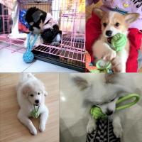 Juguete Interactivo Para Perros Almohadilla De Algodón Duradera Para Masticar Y Jugar Aleatorio Color No Específico Accesorios Para Mascotas Adecuado Para Razas Medianas - details 6