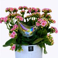 Dispositivo De Rociado Automático Para Plantas 1 Pieza Artificio Creativo Para Riego De Vidrio De Pájaros Dispositivo De Drip De Agua - details 5