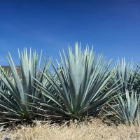Sirope de Ágave Ecológico 350, Endulzante Natural con Bajo Índice Glucémico - Biogra - details 1