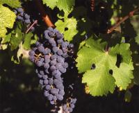 Vino tinto Cabernet Sauvignon, Bodegas Garcia Molina, es una uva de un color muy oscuro y opaco, con tonos azulados y púrpuras,  lo que hace que produzca vinos de un color rubí intenso, sus aromas a frutos silvestres y elevado nivel de taninos - details 0