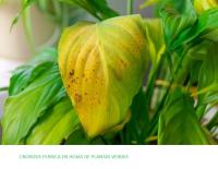 Sulfato de Hierro | 1 Kg Hogar Jardín | Agrobull® | carencias de hierro | para cesped, praderas - details 3