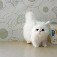 Juguete De Peluche Simulación De Gato Lindo Muñeco De Peluche Suave Para Niñas Y Niños Regalo De Cumpleaños O Día De San Valentín Animal Realista Modelo De Gata Para Niñas - details 8