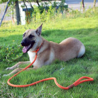 Correa Y Collar De Nylon Duradero Para Perros Medio Y Grande 2 En 1 Ajustable Cómodo Con Anillo De Solución Para Mascotas - details 5