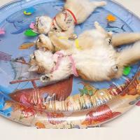 Alfombra De Juego Sensorial De Agua Para Gatos Y Perros Inflable Con Tema De Mar Oceano Juguete Sensorial Para Mascotas - details 3