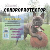 Vittalogy Condroprotector para Perros 120 Cápsulas ✅ Entrega 24/72h - details 2