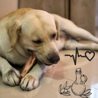 1Palo XL| 27 a 30 Cm Mordedor de Madera de Olivo Natural para Perros Grandes: Saludable | Ayuda a reducir la ansiedad, Doble baño aceite de Oliva Virgen Extra - details 2