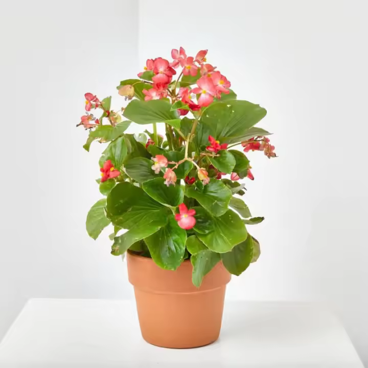Verdecora - Begonia Surtido Variado para Exterior - Cuidados Fáciles y Abono para Plantas de Flor - 1