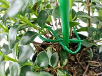 50Pcs Amarras De Plástico Reutilizable Ajustables Para Soporte De Enredaderas De Uva 17*0.8cm Herramienta De Cuidado Del Jardín - details 6