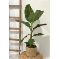 Plantera de Mussa – Estilo Tropical en tu Hogar- Bananero- Palma de Viajero - Citrus Flowers Plants tu vivero de confianza- entregas inmediatas - Urgentes a domiclio - empaquetado excelente - details 2