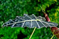 Planta natural Alocasia Polly. 40 - 50 cm. Segura Garden. Planta de interior elegante y fácil de cuidar. Sus hojas vibrantes añaden frescura y estilo, mejorando la calidad del aire. ¡Embellece tu hogar con naturaleza y bienestar! 🌿 - details 0