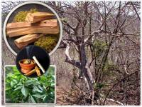 12 Palos de Palo Santo Perú Madera Sagrada Incienso 100% Natural Bursera Palitos Valmoni AlmaZen - details 2