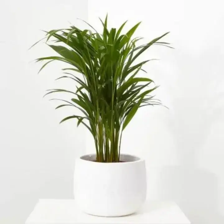 Areca Palmera Amarilla de Interior - Purificador de Aire Perenne - 1