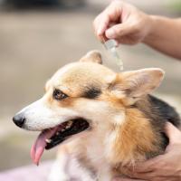 FINCA CASAREJO Nackentropfen para Perros y Gatos | Solución Natural Antiparasitaria | Pipeta para Facilitar Aplicación - details 2