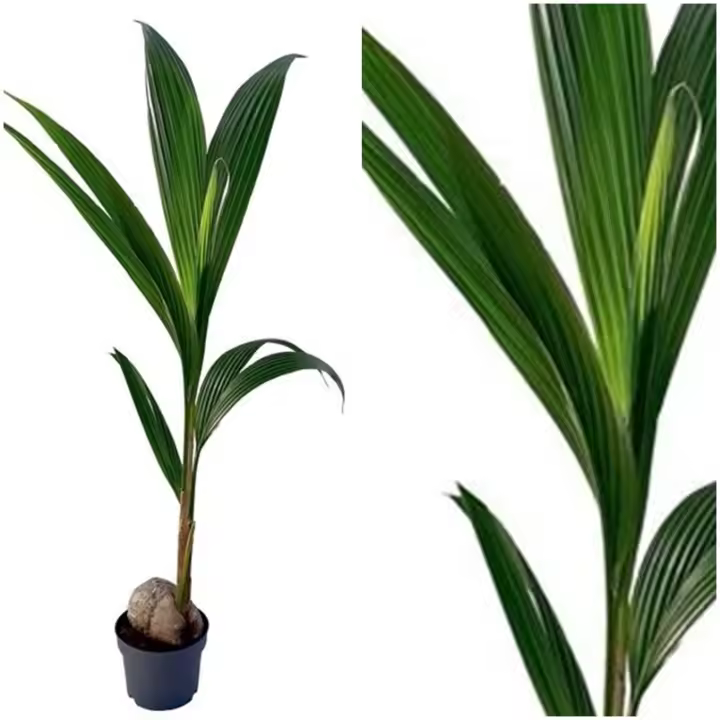 Planta de Coco Cocotero. en Maceta M19. Altura 130-150 Cm. Esta planta Decora, purifica el aire y da un toque tropical a tu hogar. - 1
