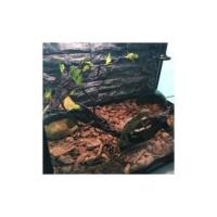 Selva de Plástico Flexible - Ramas de Vides - Simulación de Ramas de Escalada de Jungla - Rama de Esquina de Reptil Flexible - Lagarto - Decoración para Acuarios - details 4