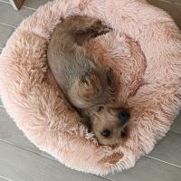 Cama Golden 22k Donut para Gatos y Perros Pequeños (Diámetro 60cm) - Alta Calidad y Antideslizante - details 2