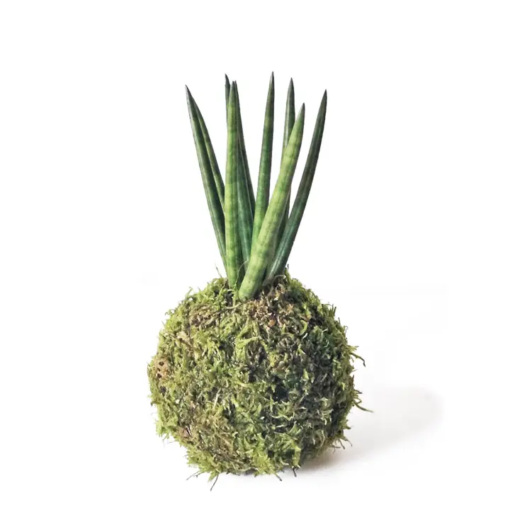 Kokedama Sansevieria Cylindrica / Kokedamus / planta interior - decoración del hogar - planta natural - elaboración artesanal - regalo original - 1