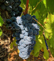 DEMENCIA de Autor Villegas 2018 - Vino Tinto Bierzo Mencía - Crianza en roble francés - Lagareta Gourmet - details 1