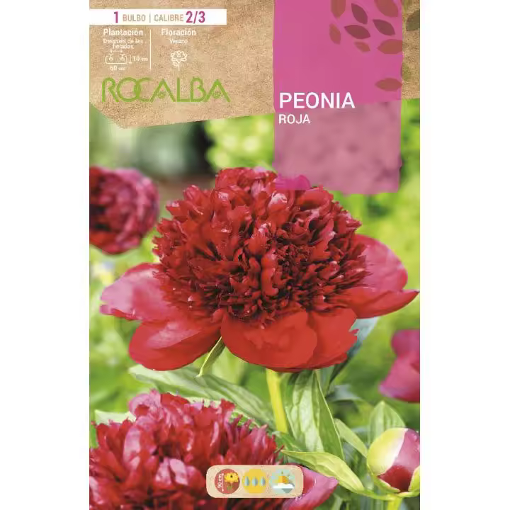 Rocalba Bulbo Peonia Roja Máxima Calidad - 1