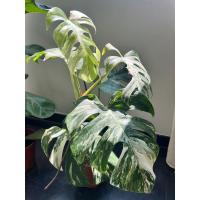 Monstera Albo Variegada, Blanca y verde- Exotica y Tropical - Planta de Interior y Exterior - Decorativa Moderna - Planta de Moda- Coleccionista de Plantas - Vivero - envios premium - details 3