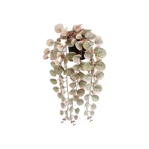 Planta Artificial Colgante Ceropegia Woodii "Collar de Corazones" Rosa con Maceta - 1