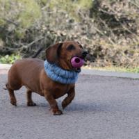 DOG BALL DUREZA ALTA PARA PERROS RUCAN. Pelota súper resistente idónea para perros propensos a romper sus juguetes. Elaborada en caucho natural, libre de tóxicos para tu mascota - details 0