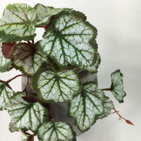 Planta Artificial De Valla Peacock Y Tortuga Hoja Begonia Verde Hierba En Maceta Para Decoración De Balcón Y Jardín Interior - details 18
