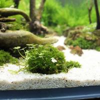 Soporte Para Heno De Hierba De 2 Piezas Para Acuario Forma De Heno De Hierba DIY Para Tanque De Peces Filtro Para Plantas De Acuario - details 6