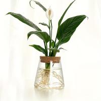 Estación De Cría De Plantas En Vaso De Vidrio 1pc Soporte Para Flores Y Vaso De Cultivo Ecológico Para Escritorio Decoración De Oficina Y Hogar - details 3