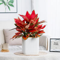 Vaso De Plástico Para Plantas Verdes En Sistemas De Riego Automático Moderno Para El Hogar Regalo Para Amantes Del Jardín Y Flores - details 2
